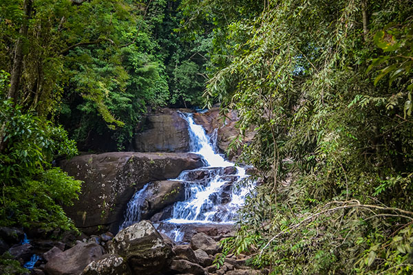 Hiyare Rainforest